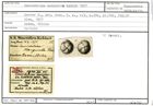 Karteikarte zum Syntyp von Cassidulina margareta Karrer, 1877